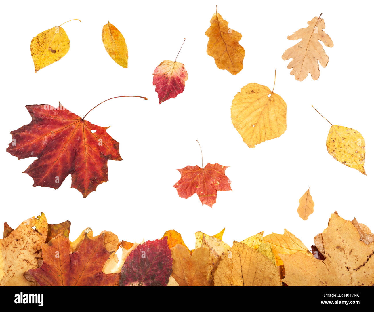 Blattsänfte und fallende Herbst Blätter isolierten auf weißen Hintergrund Stockfoto
