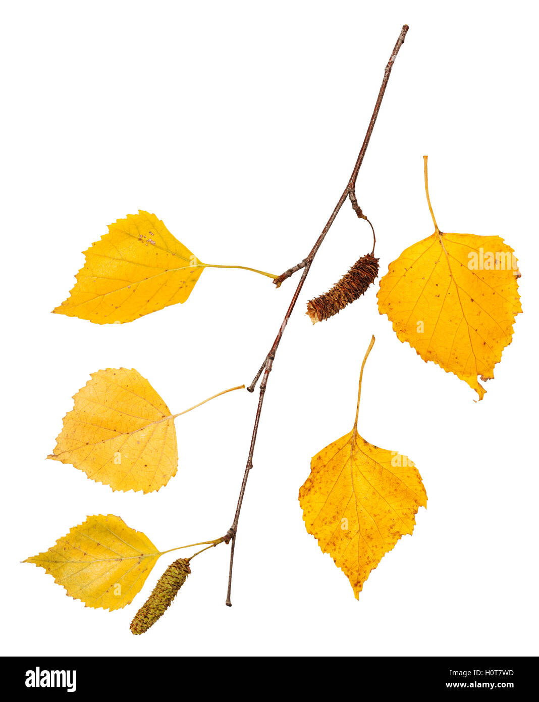 Zweig mit gelben Herbst Blätter der Birke isoliert auf weißem Hintergrund Stockfoto