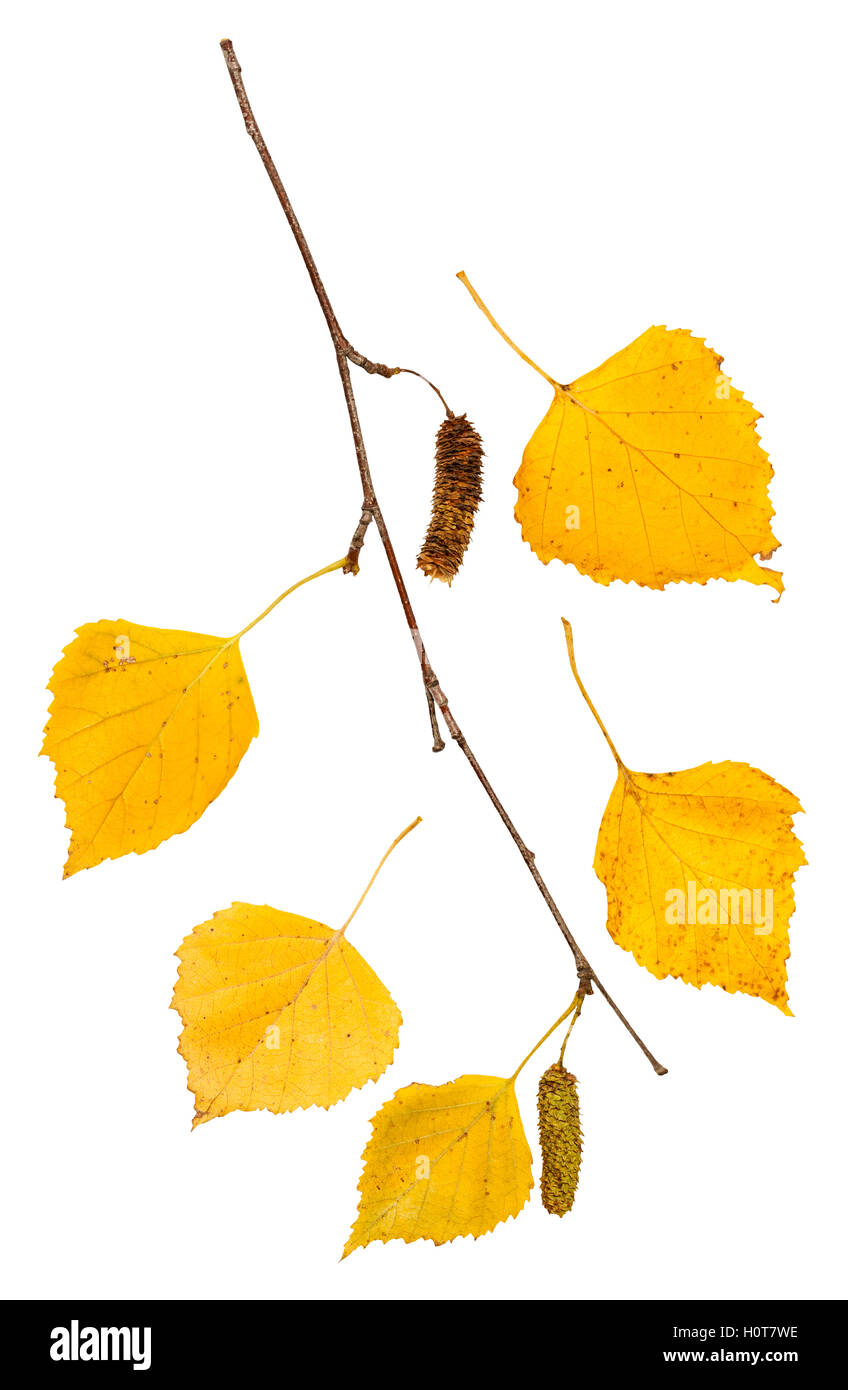 Zweig mit gelbem Herbstlaub Birke isoliert auf weißem Hintergrund Stockfoto