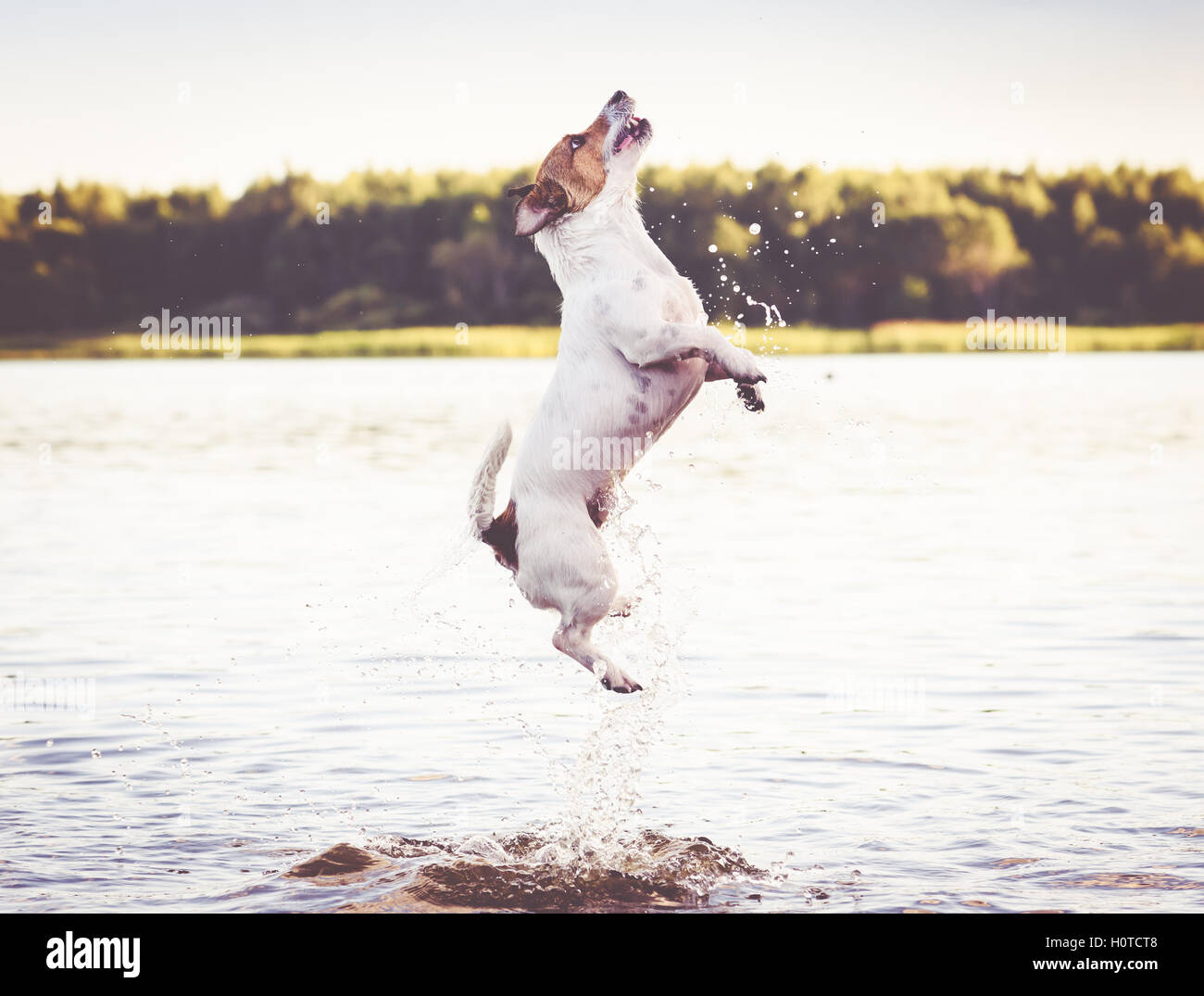 Hund springendes wasser Fotos und Bildmaterial in hoher Auflösung Alamy
