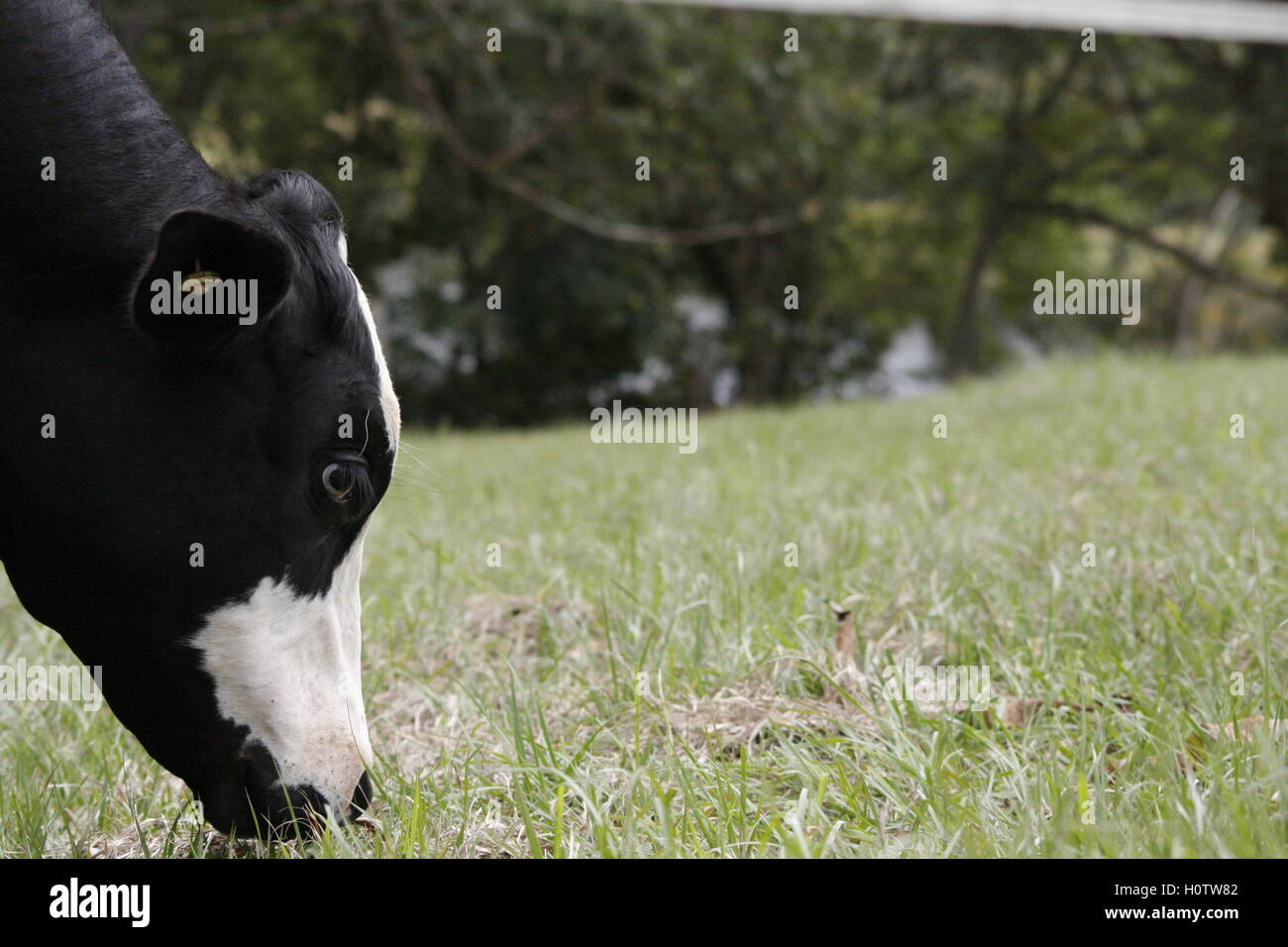 Wieder weiße Kuh Essen Rasen in einem Feld Stockfoto