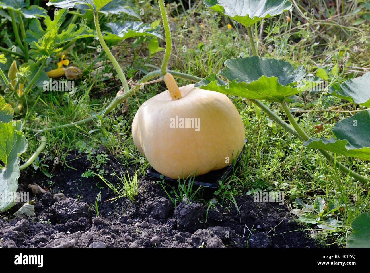 Kürbis wachsen in eine Zuteilung in Glasgow, Scotland, UK Stockfoto