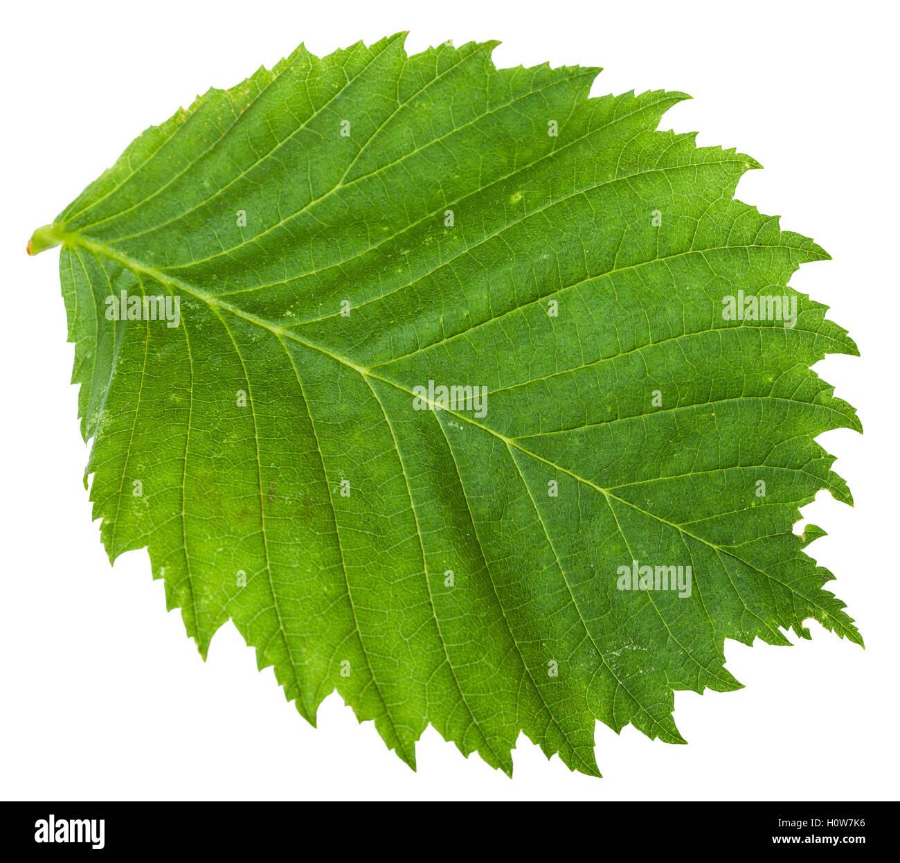 grünes Blatt der Ulme (Ulmus Laevis, Europäische weiße Ulme, flatternde Ulme, Verbreitung Ulme, stattliche Ulmen, russische Elm) isoliert auf w Stockfoto