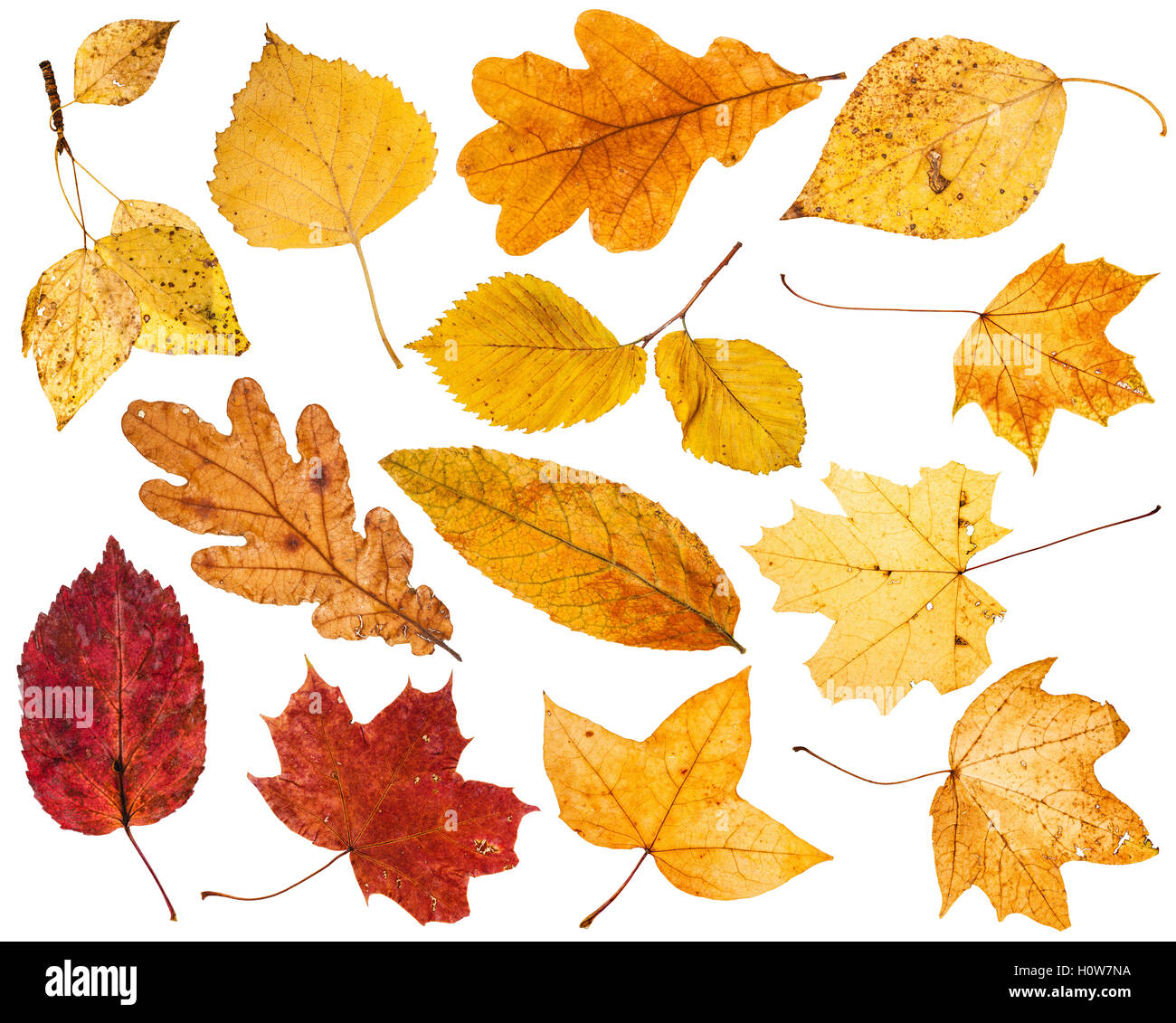 Collage aus verschiedenen Herbst Blätter isolierten auf weißen Hintergrund Stockfoto