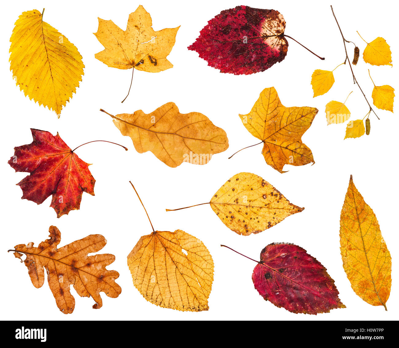 Collage aus verschiedenen gelben und roten Herbstlaub isoliert auf weißem Hintergrund Stockfoto