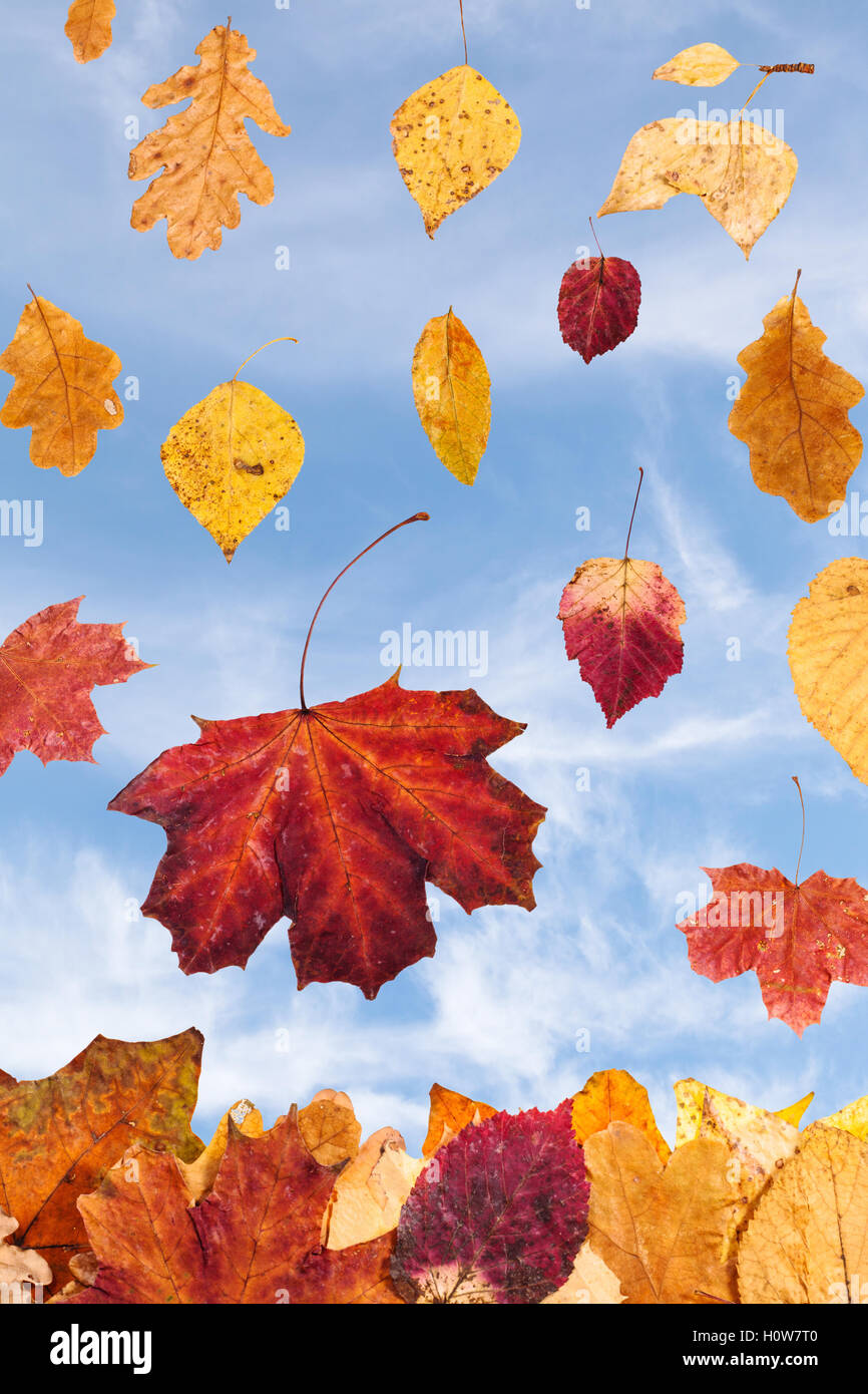 fallende Blätter im Herbst und bewölkten blauen Himmel im Hintergrund Stockfoto