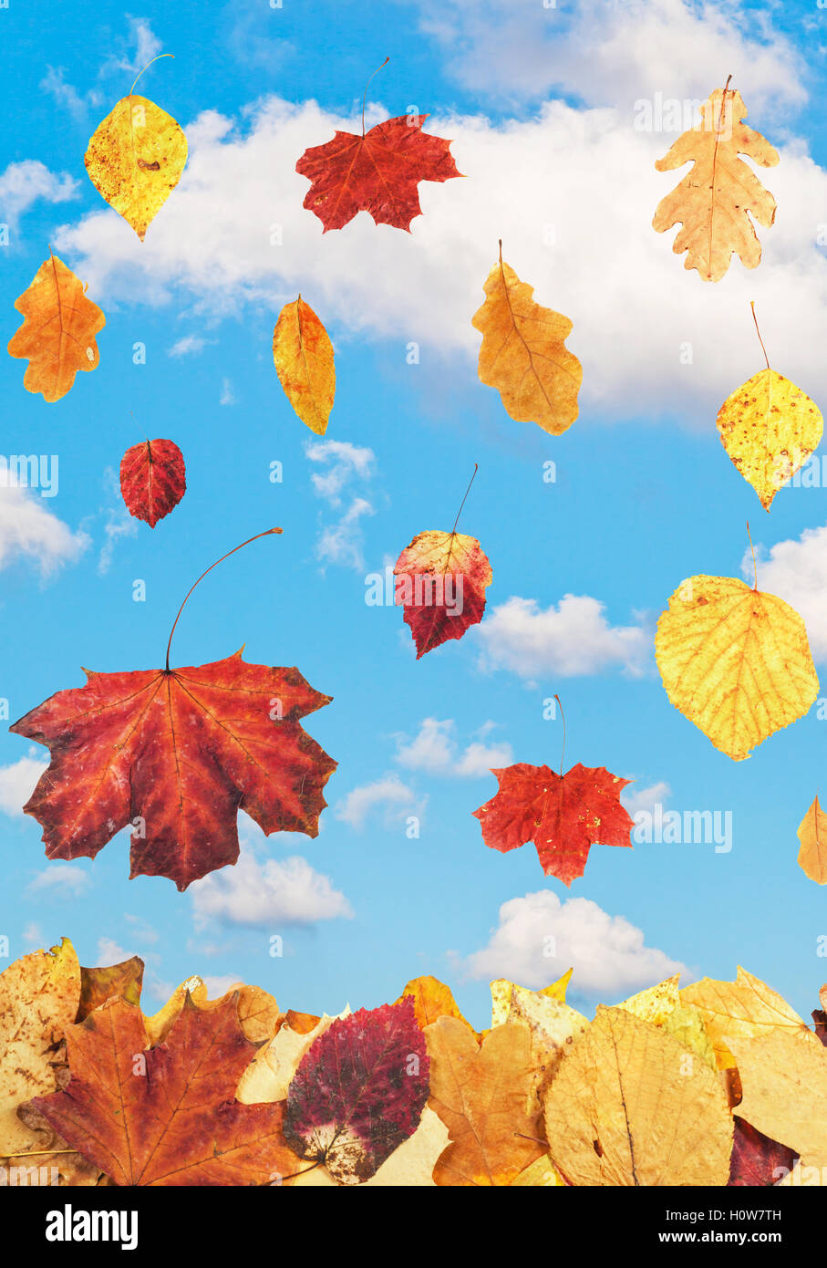 fallende Blätter im Herbst und blauer Himmel mit weißen Wolken im Hintergrund Stockfoto