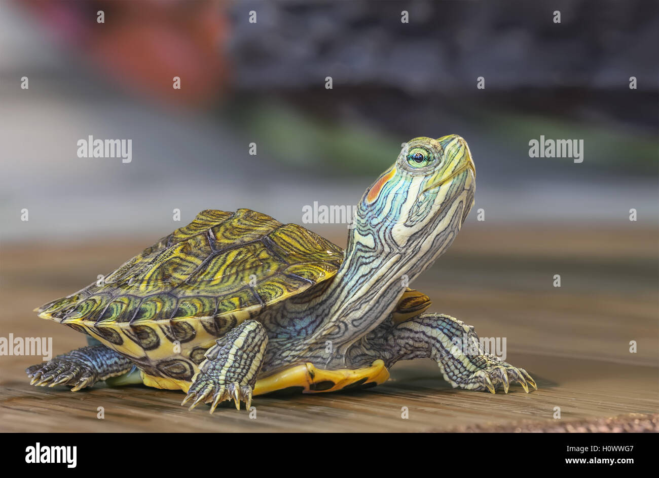 Nahaufnahme einer kleinen rot-Schmuckschildkröte Schildkröte Stockfoto