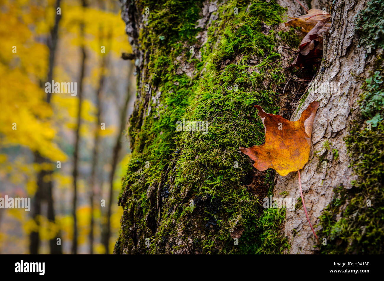 Blatt, das versucht, in seinen Baum zu bleiben Stockfoto