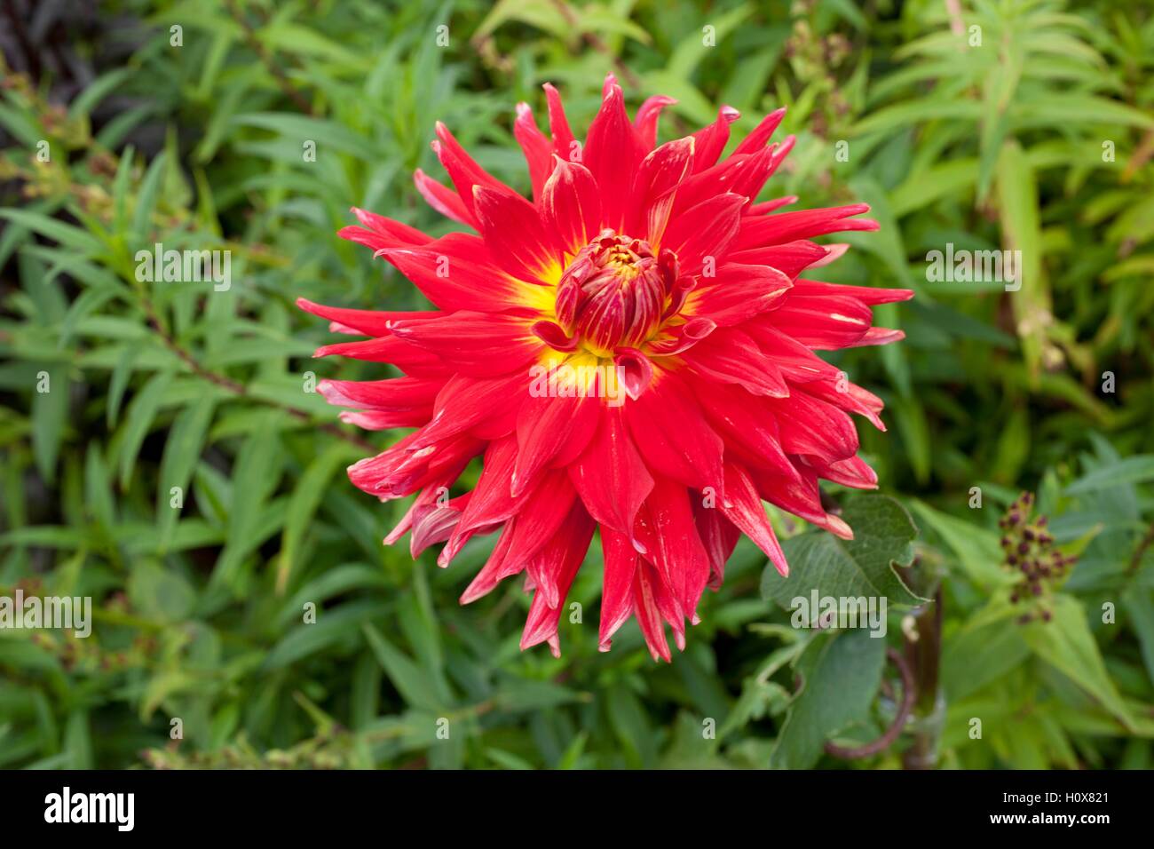 Dahlia Kaktus Orange Turbulenzen wächst in einem sonnigen Garten Grenze mit rudbeckia Stockfoto