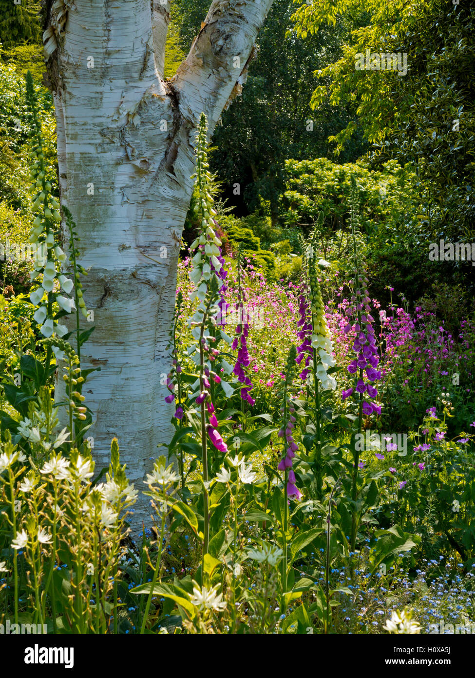 Sommer-Grenzen Anfang Juni im Dorothy Clive Garden in der Nähe von Market Drayton in Shropshire, England UK Stockfoto