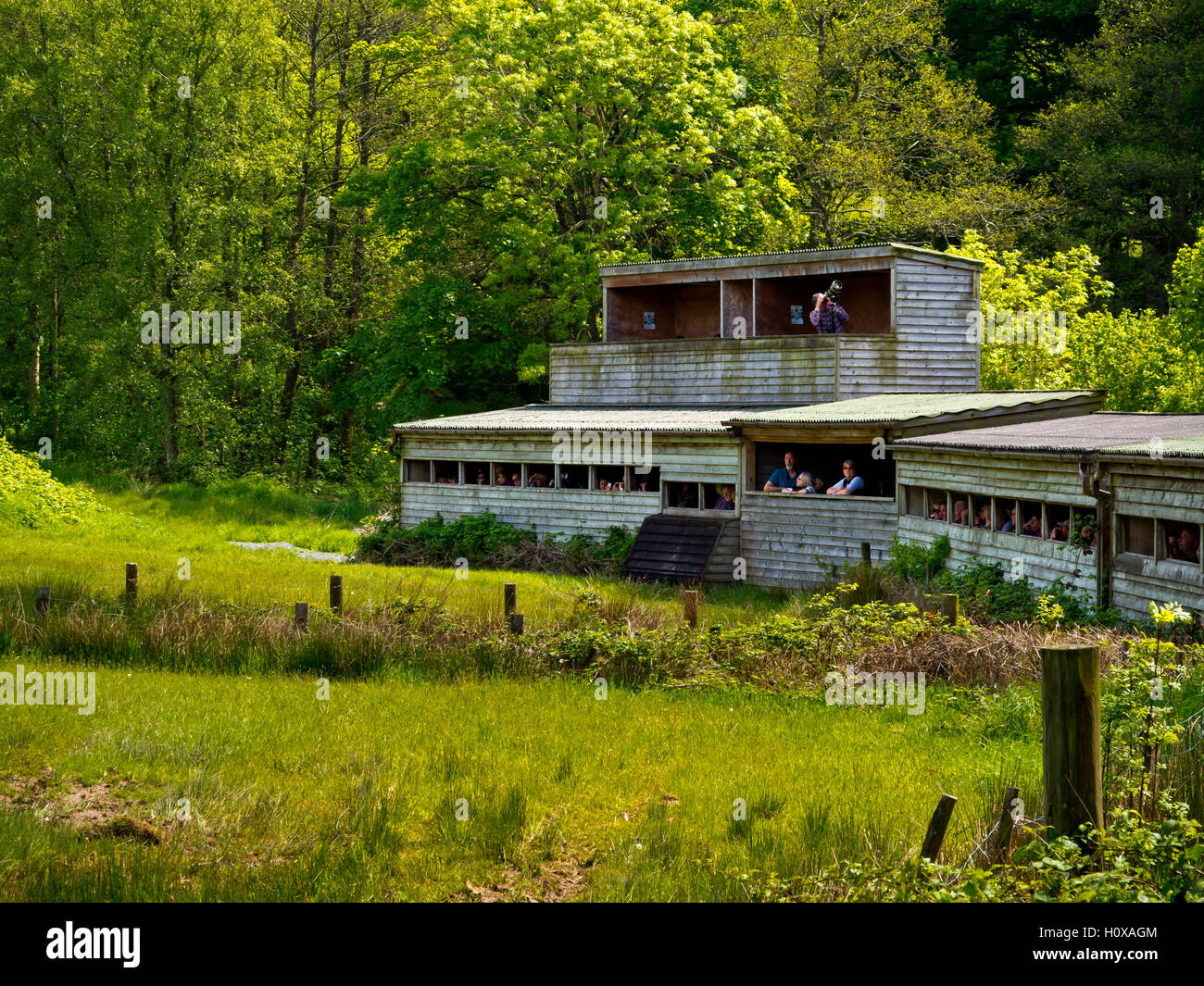 Besucher in Holz verbirgt sich bei Gigrin Farm Red Kite Fütterung Centre in der Nähe von Rhayader in Powys, Wales UK Stockfoto