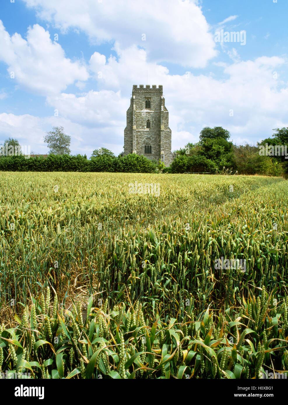 St.-Nikolaus Kirche aus 15. Jahrhundert, Canewdon. Website von König Canute Camp vor der Schlacht von Assundun, Essex, England, UK Stockfoto