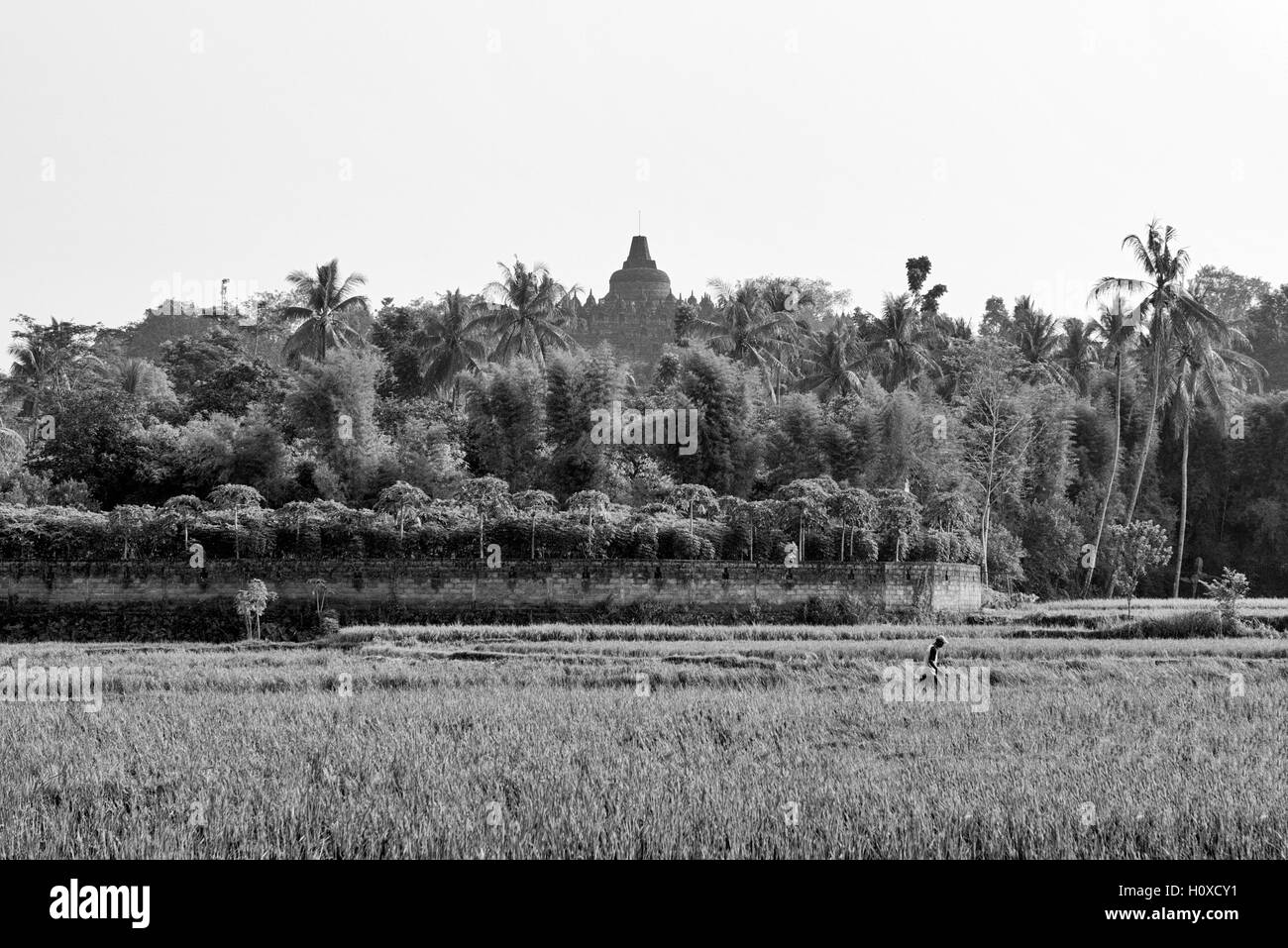 Borobudur-Tempel mit Reisfeld im Vordergrund Stockfoto