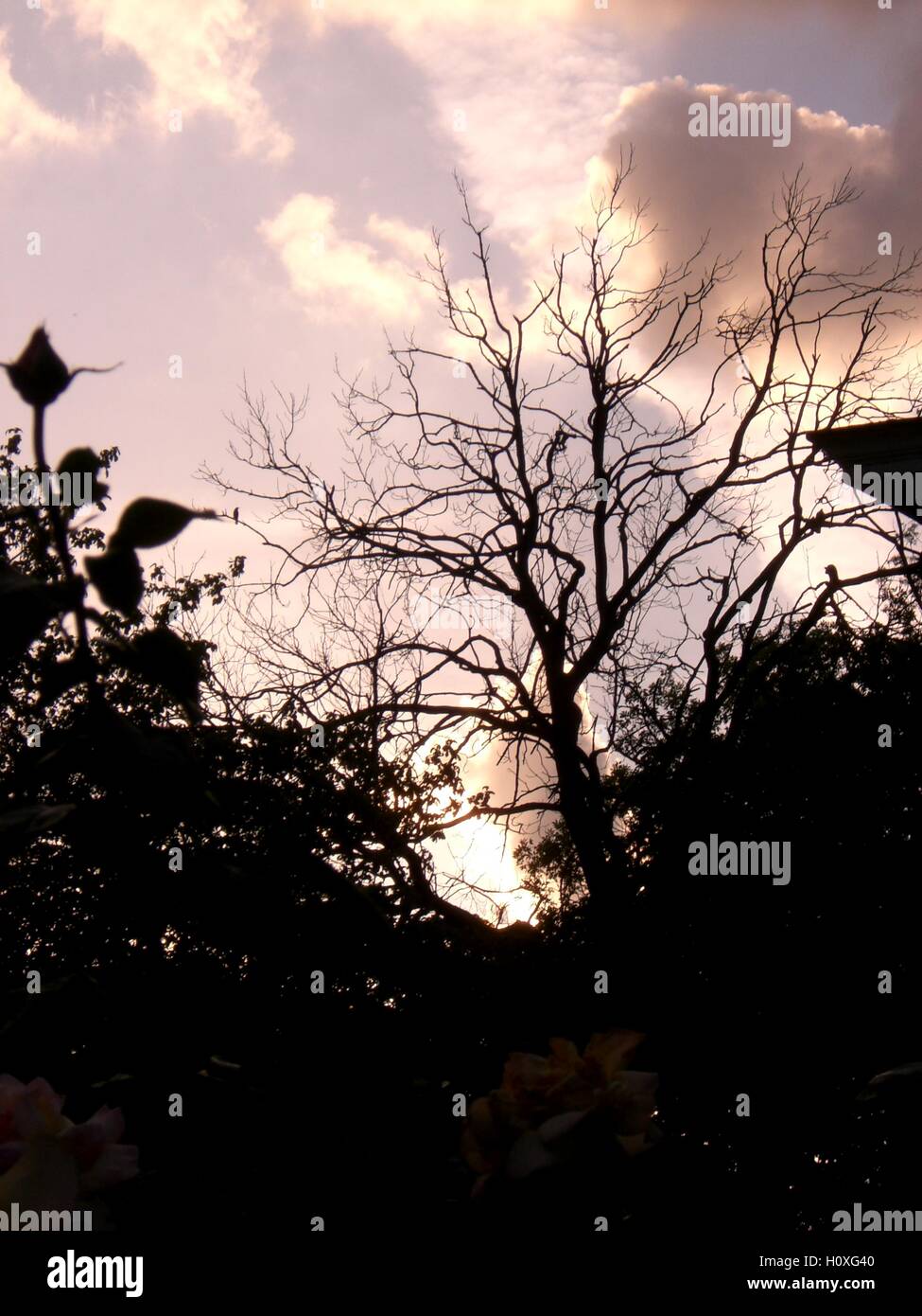 Blickte zu einem wolkigen Himmel durch blattlosen Baum, stieg in den Vordergrund, silhouette Stockfoto