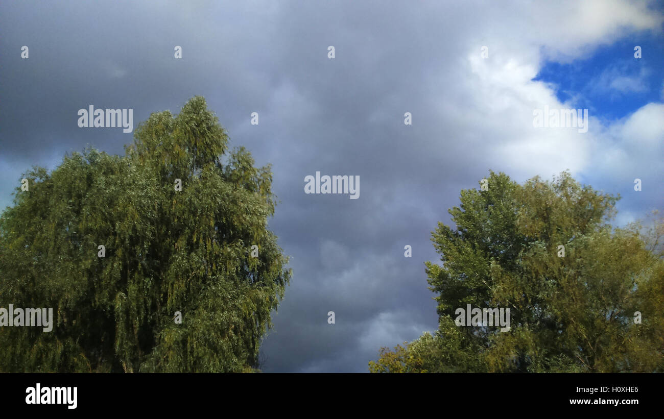 Wipfel der Bäume gegen den Himmel mit Wolken, den Beginn des Herbstes Stockfoto