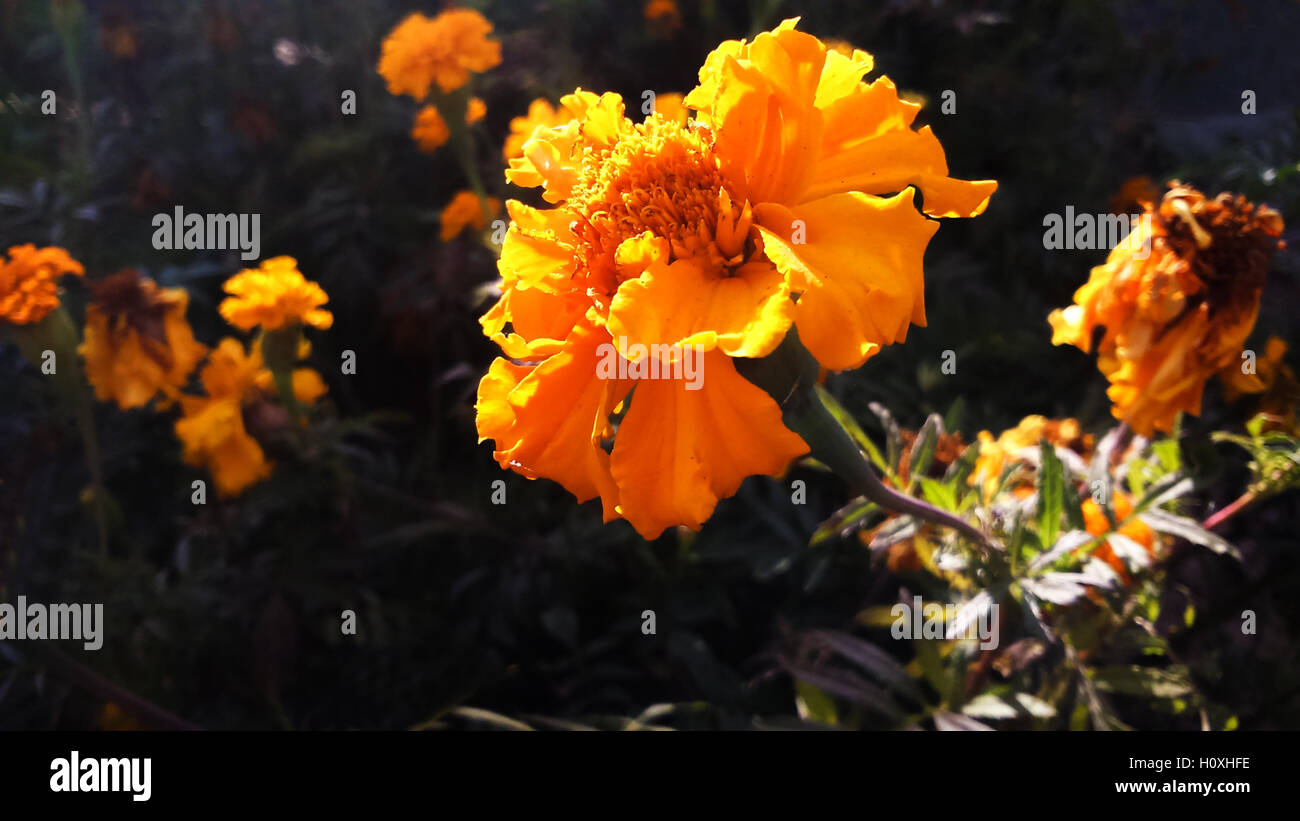 Gelbe Ringelblumen (Tagetes Erecta, mexikanische Ringelblume, aztekische Ringelblume, afrikanische Ringelblume) im Garten Stockfoto