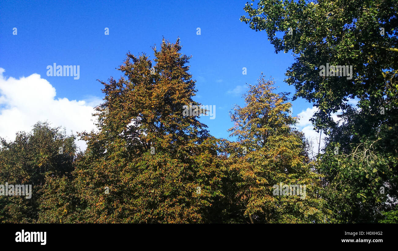 Wipfel der Bäume gegen den Himmel mit Wolken, den Beginn des Herbstes Stockfoto