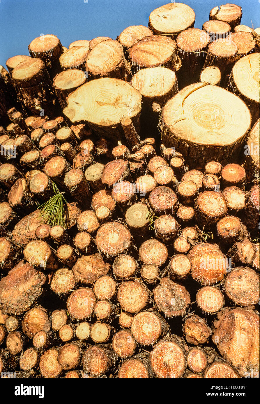 Gestapelt und geschnittenen Kiefer Baumstämmen Stockfoto