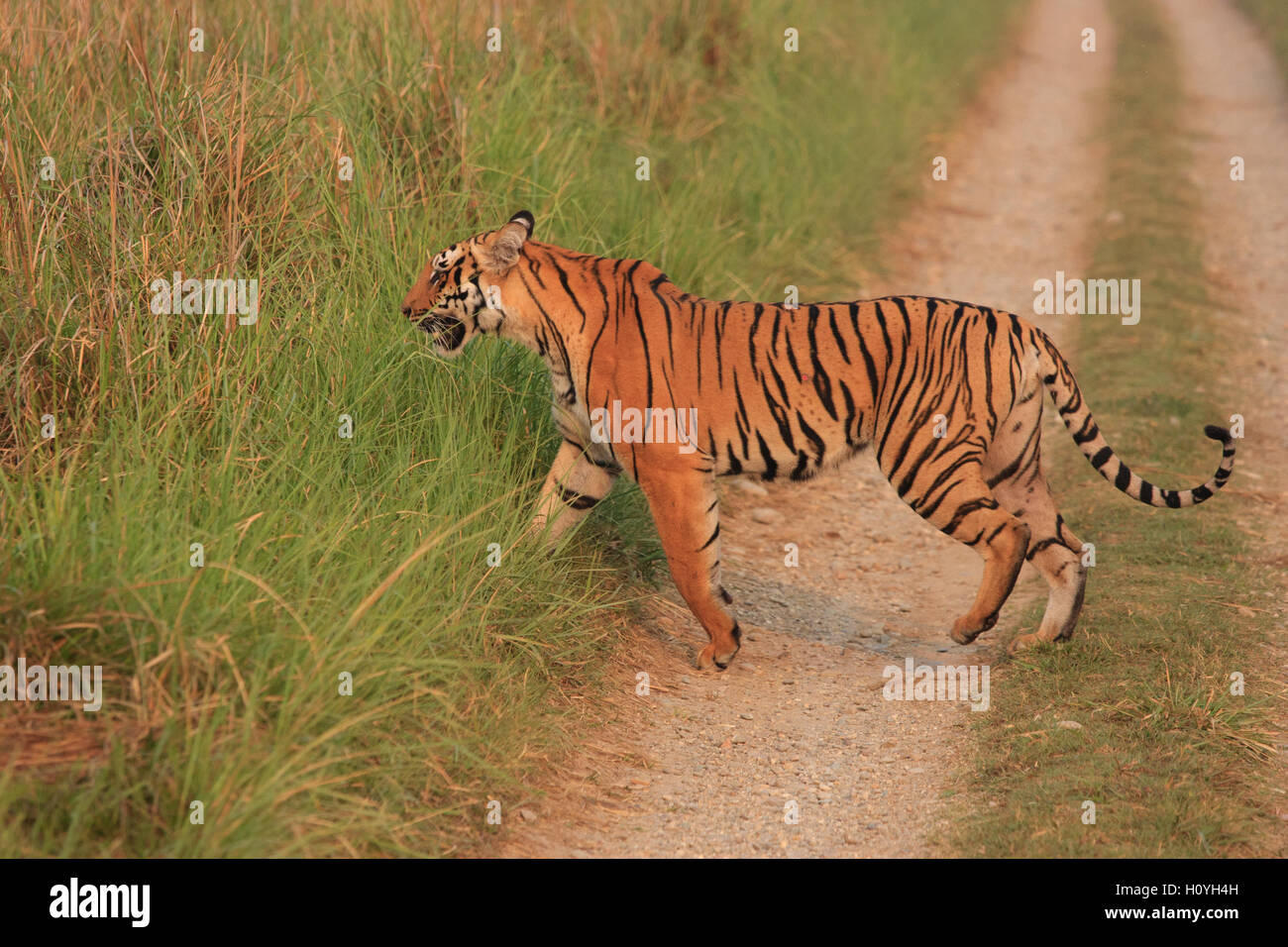 Bengal Tiger Kreuzung Feldweg am Dhikala Grünland - fotografiert im Corbett-Nationalpark (Indien) Stockfoto