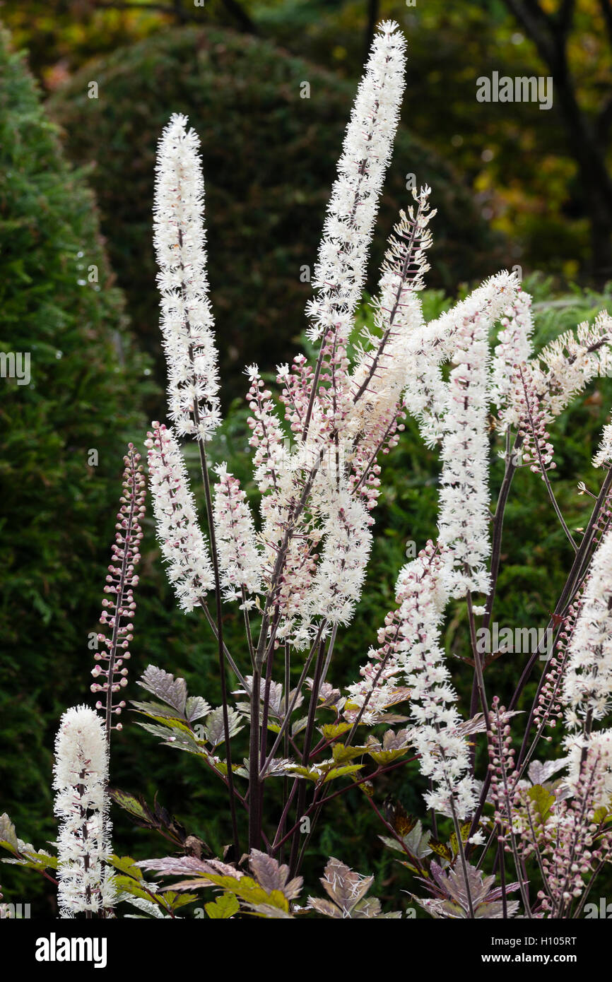 Blumen-Spitzen des frühen Herbstes blühen Bugbane, Actaea Simplex "Mountain Wave" Stockfoto