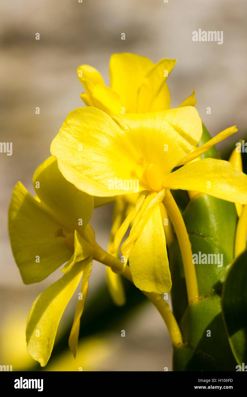 Gelben Blüten der half-hardy, exotische mehrjährige Ingwer Lilie, Hedychium wardii Stockfoto