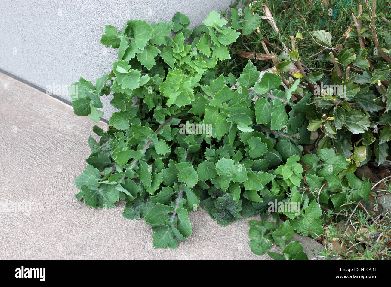 Sonchus Oleraceus oder auch bekannt als Sow Thistle wächst in der Nähe des konkreten Stockfoto