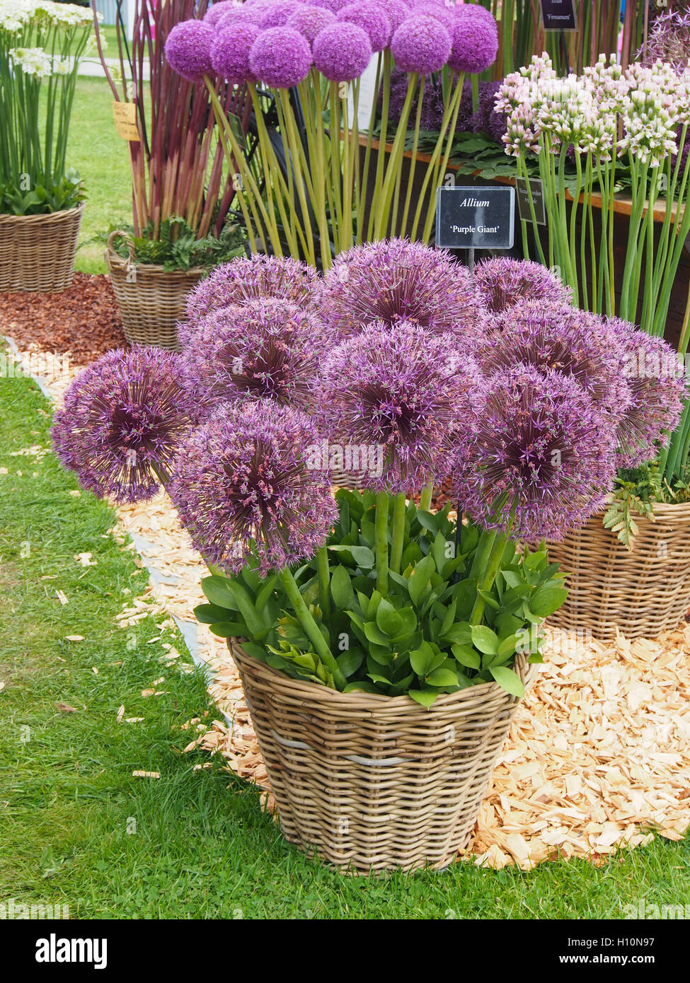 Weidenkorb von Allium lila Riese, ausgestellt am RHS Tatton Park Flower Show 2016 in Cheshire, England. Stockfoto