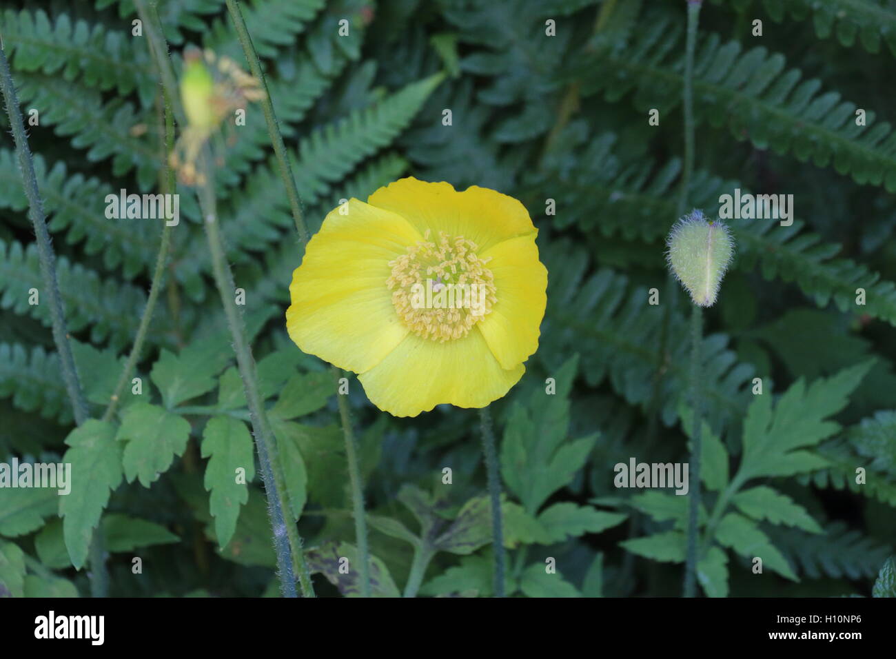 Gelbe Mohnblüte Stockfoto