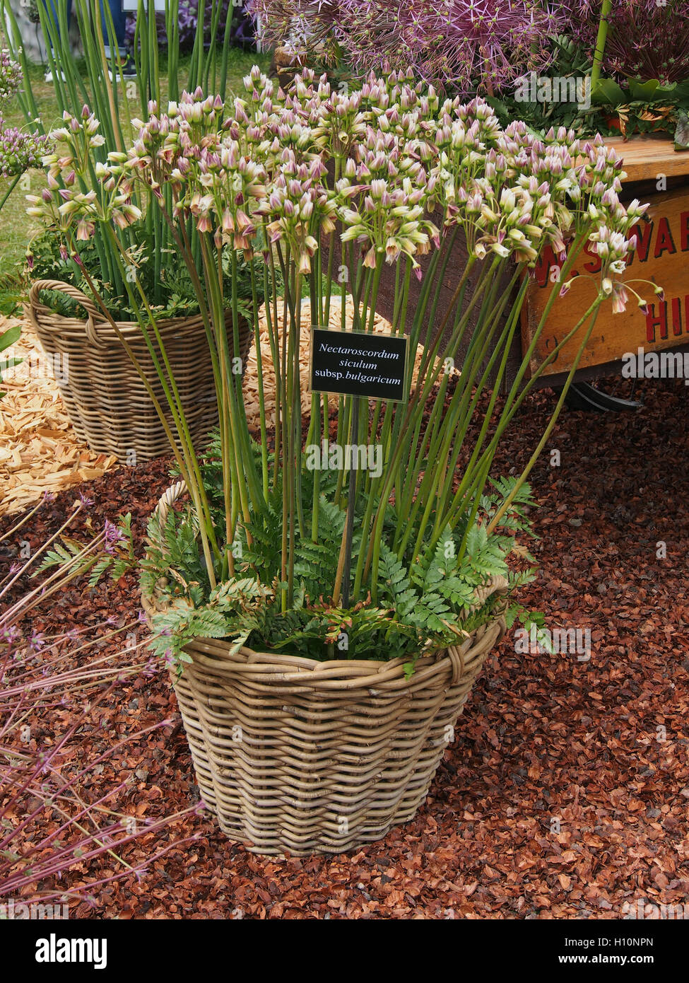 Weidenkorb der Nectaroscordum Siculum, Subspecies Bulgaricum (sizilianische Honig Knoblauch) bei RHS Tatton Park Flower Show 2016 in Cheshire, England, UK. Stockfoto