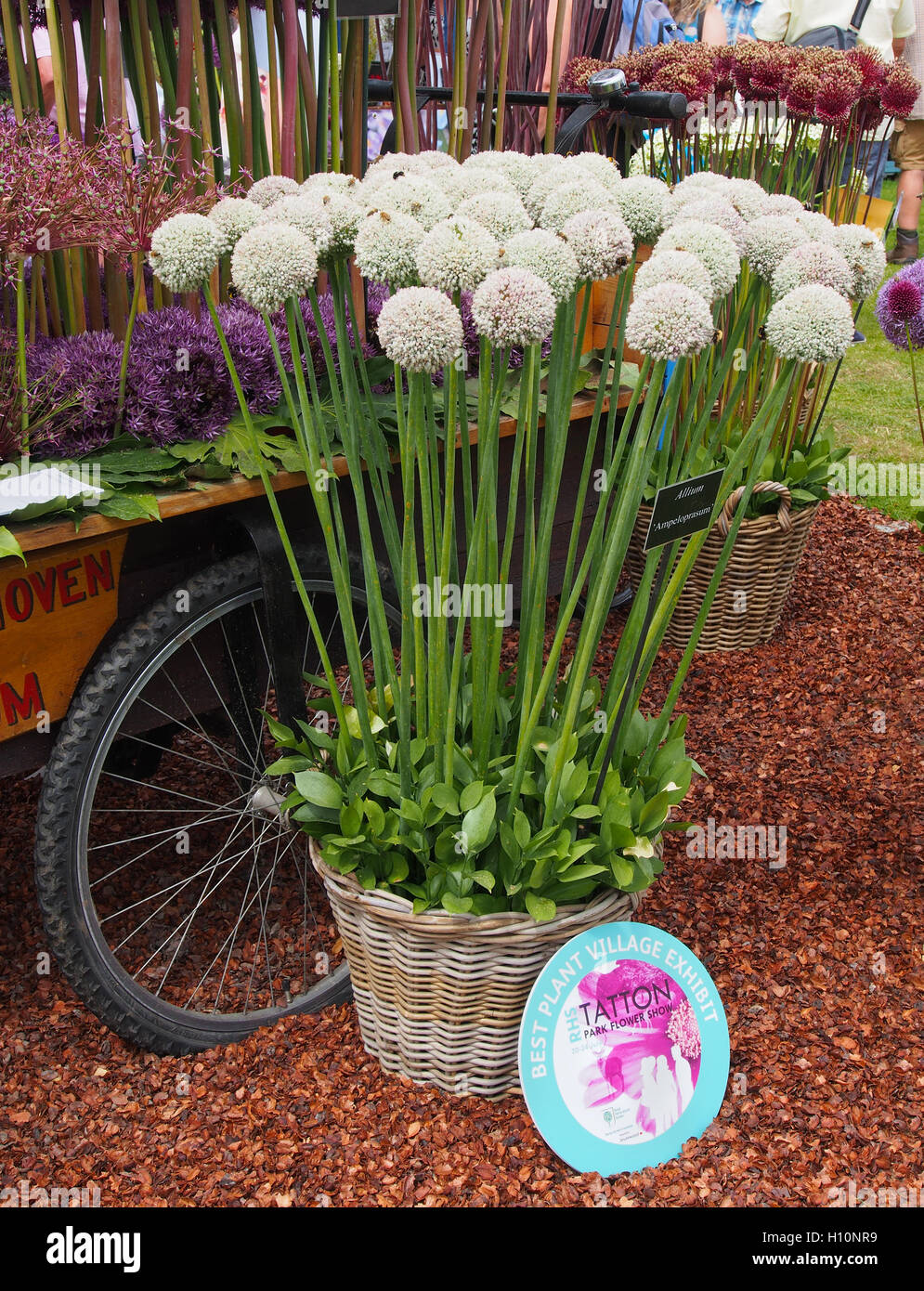 Weidenkorb von Allium Ampeloprasum an Tatton Park RHS Flower Show, Cheshire, England, UK. in 2016b mit der besten Anlage Dorf zeigen Zertifikat. Stockfoto