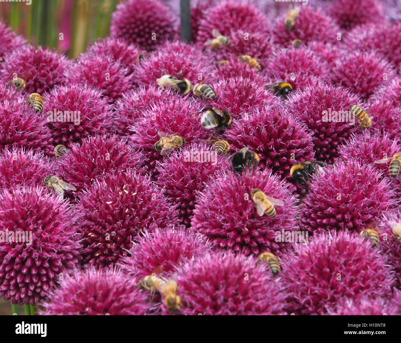 Schuss von Allium Globemaster mit lila Ball Blumen, genommen an Tatton Park RHS Flower Show, Cheshire hautnah. Sie wurden mit Bienen auf Nahrungssuche bedeckt. Stockfoto