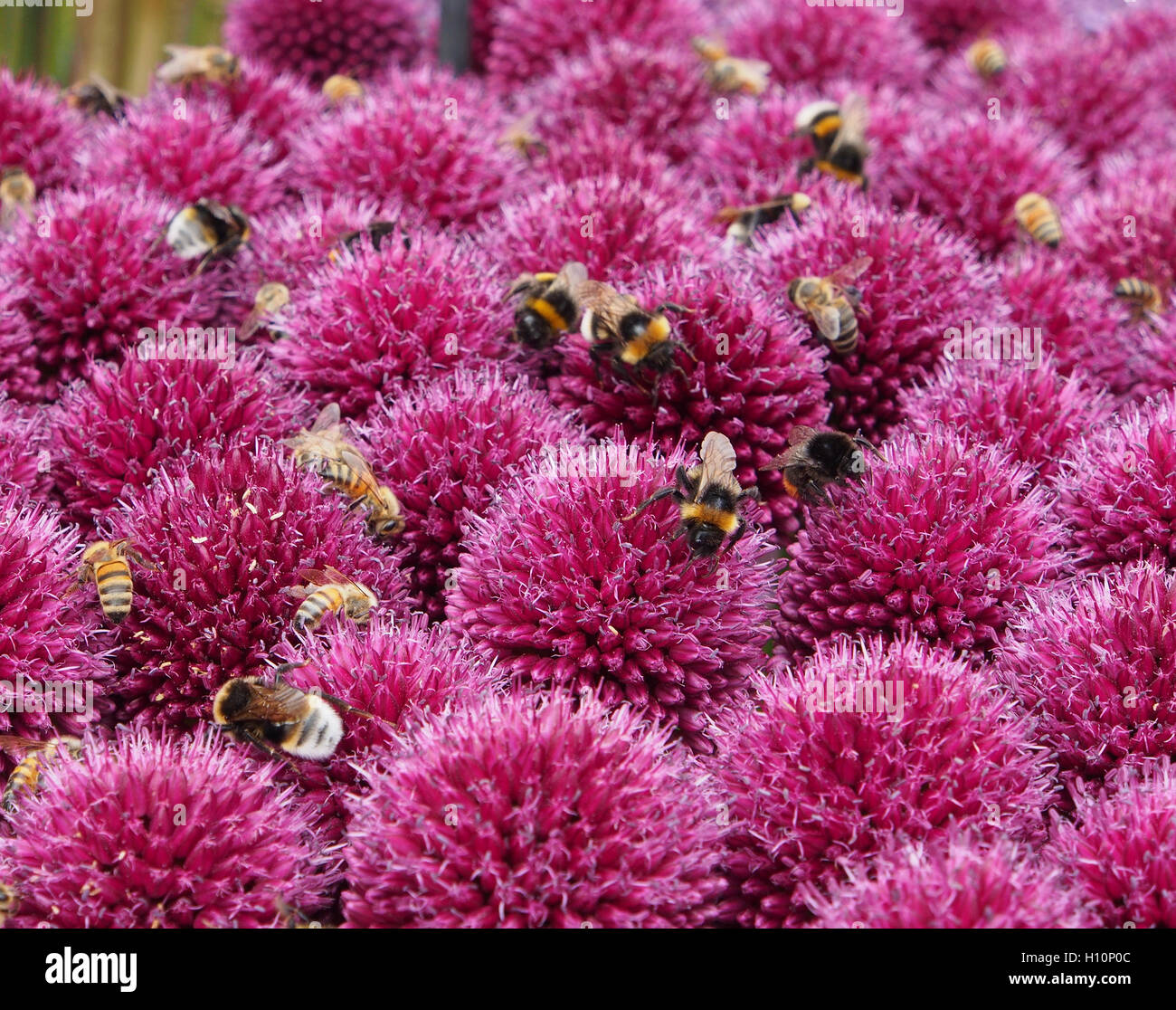 Schuss von Allium Globemaster mit lila Ball Blumen, genommen an Tatton Park RHS Flower Show, Cheshire hautnah. Sie wurden mit Bienen auf Nahrungssuche bedeckt. Stockfoto