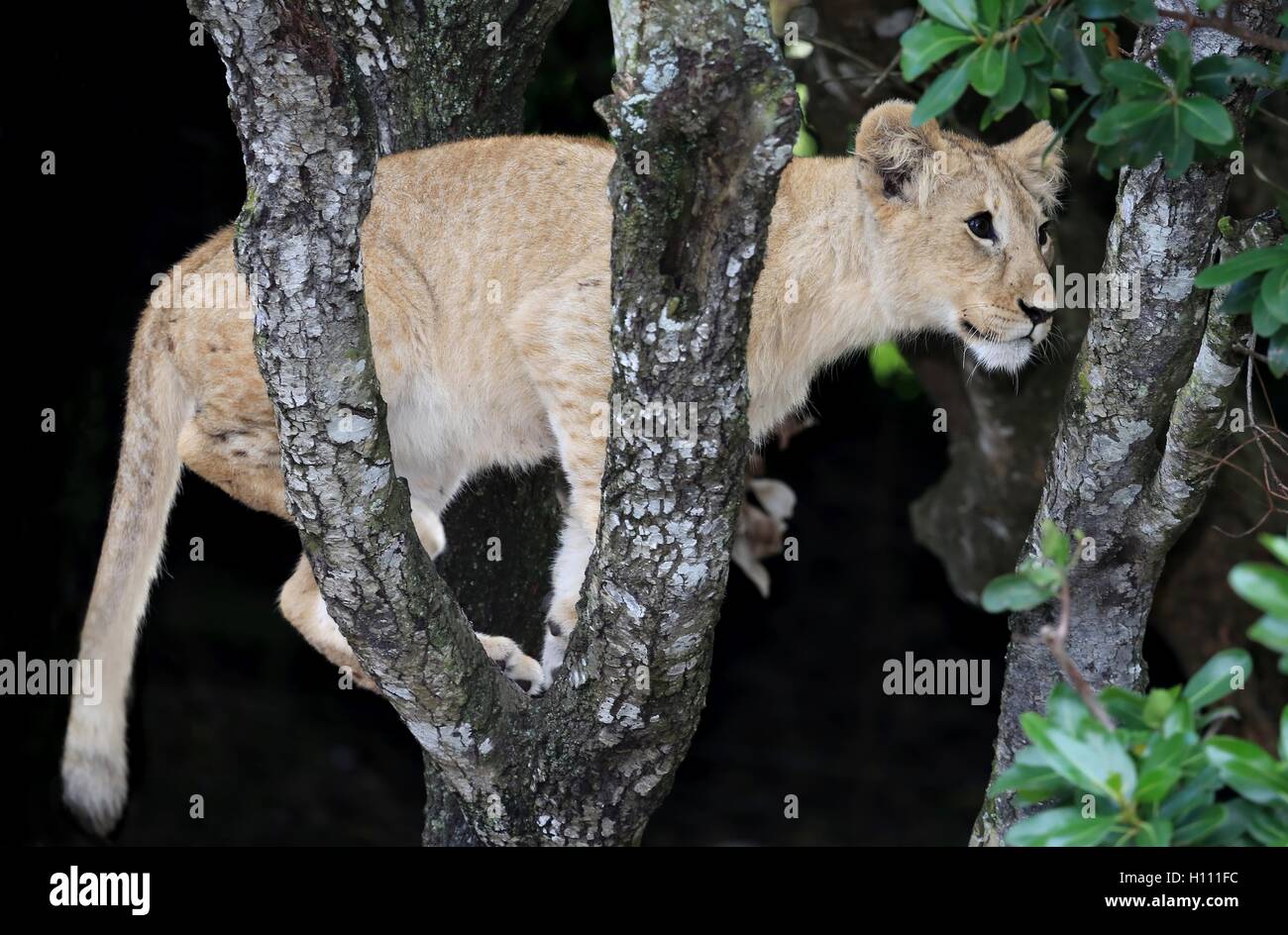 Löwe-Klettern-Baum Stockfoto