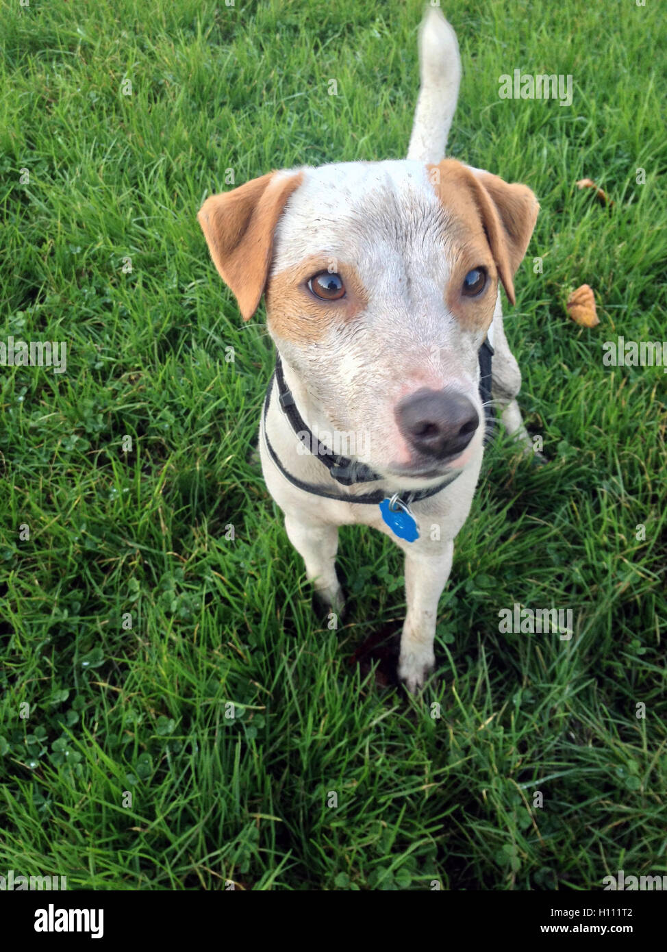 Mac-Jack spielt mit die Leine Hund Fläche in Krabbe Park, Vancouver, BC Stockfoto