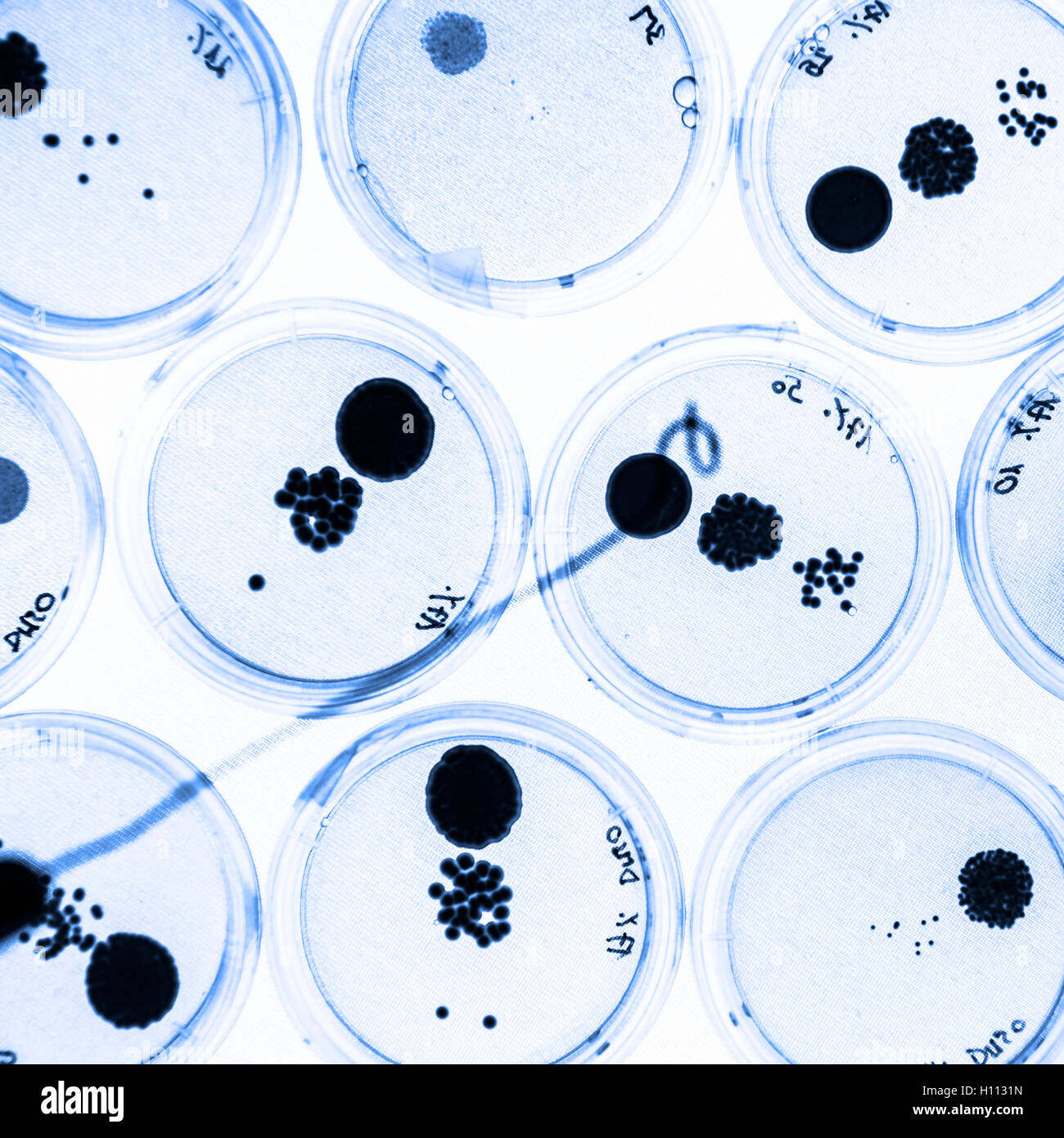 Wachsende Bakterien in Petrischalen. Stockfoto
