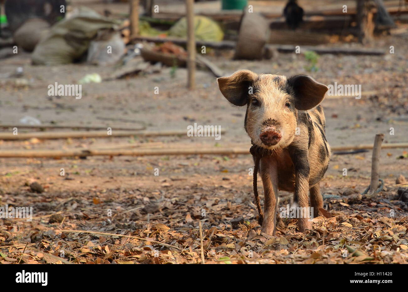 Kleines Schwein in Mandalay Dorf in Myanmar Stockfoto