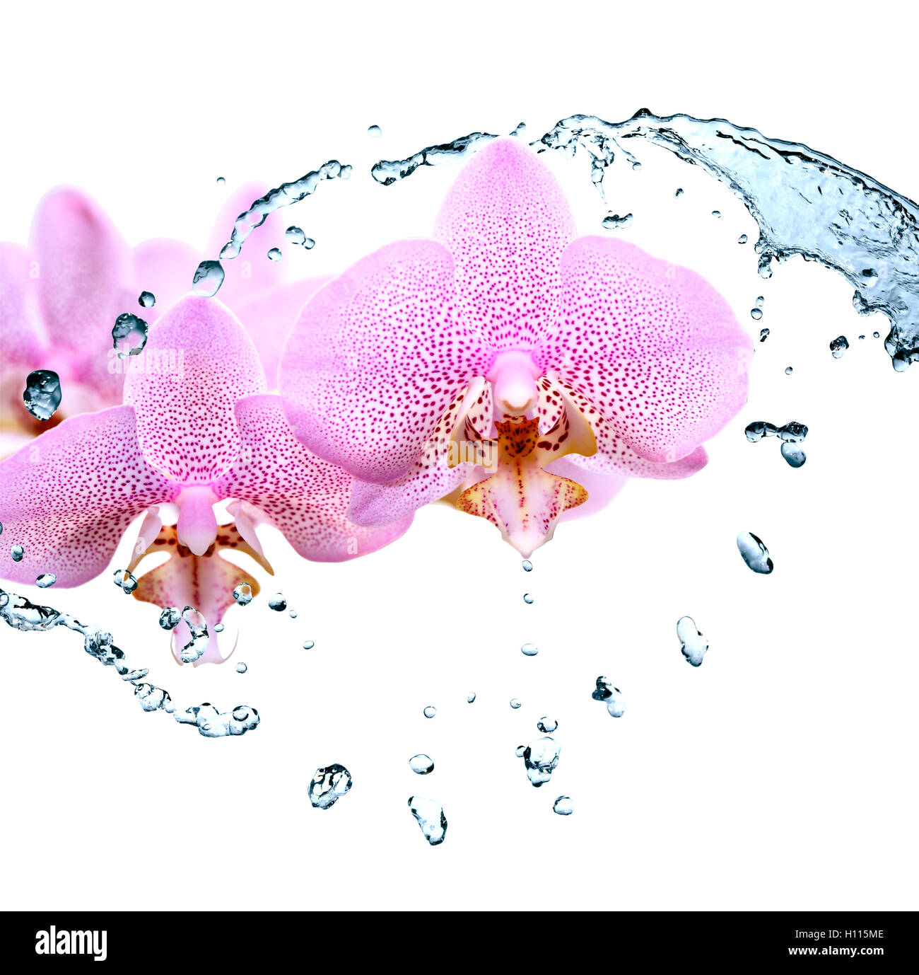 Orchidee und Wasser Stockfoto