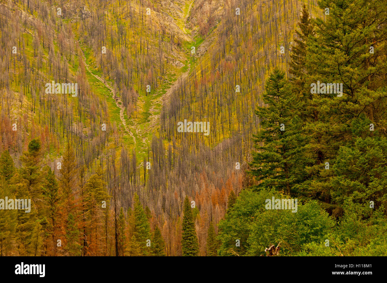 Middle Fork des Salmon River, Wald brennen Bereich, Idaho, USA Stockfoto