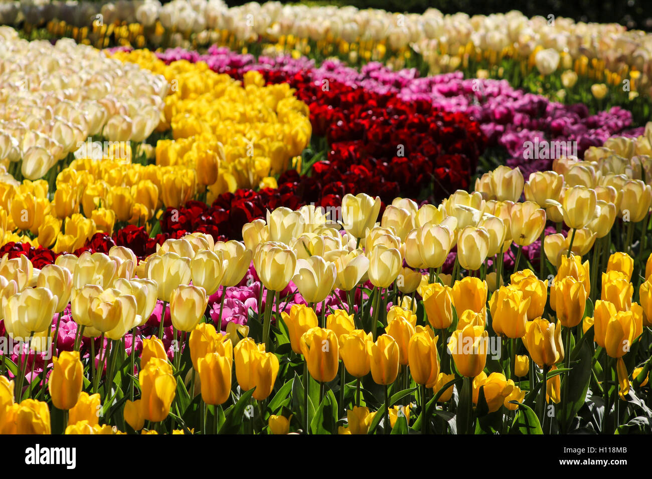 Reihen von Tulpen in den Niederlanden Stockfoto