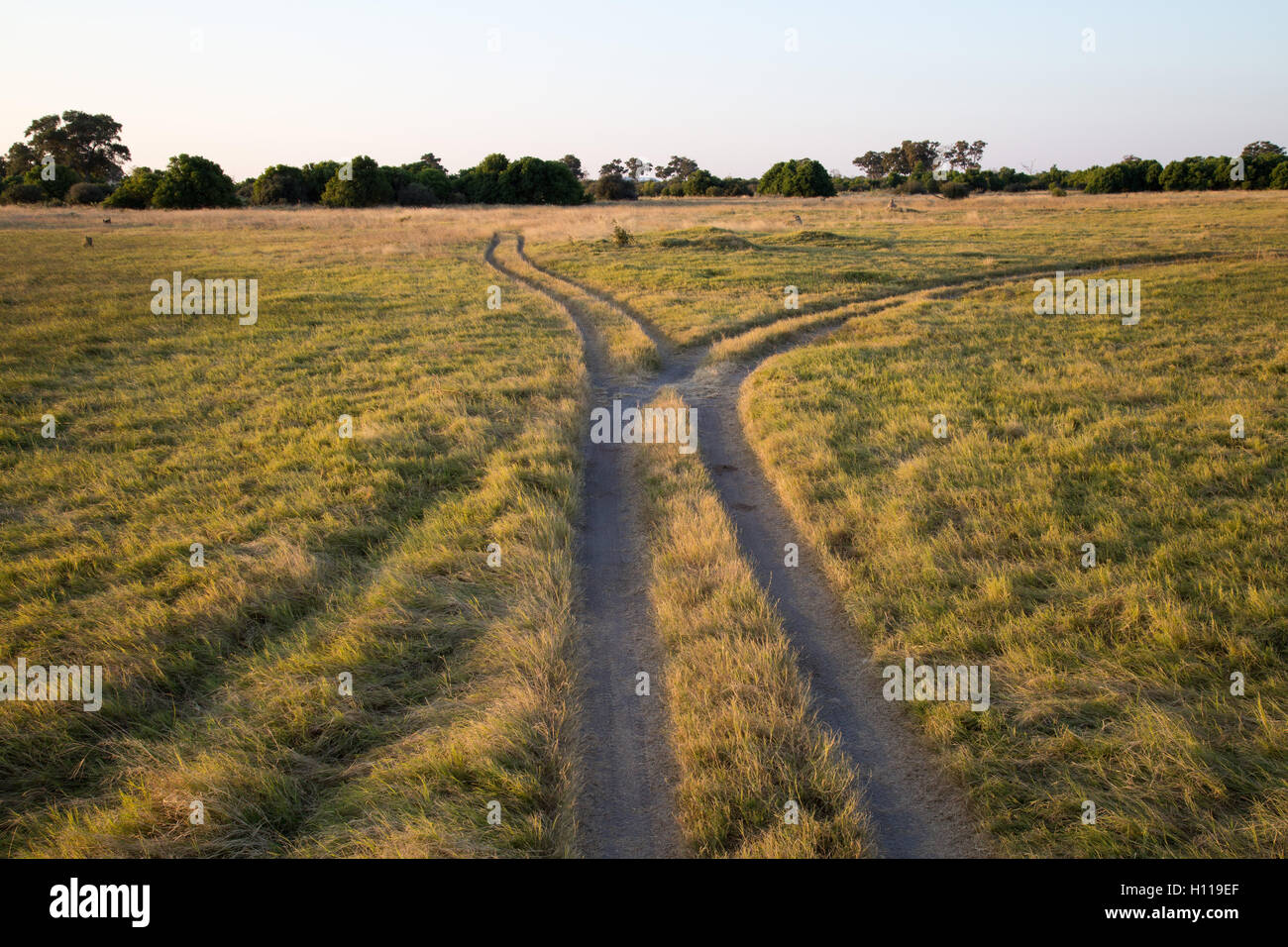 Gabel in der Straße auf einer Strecke durch die Savuti Marsh Grünland Stockfoto