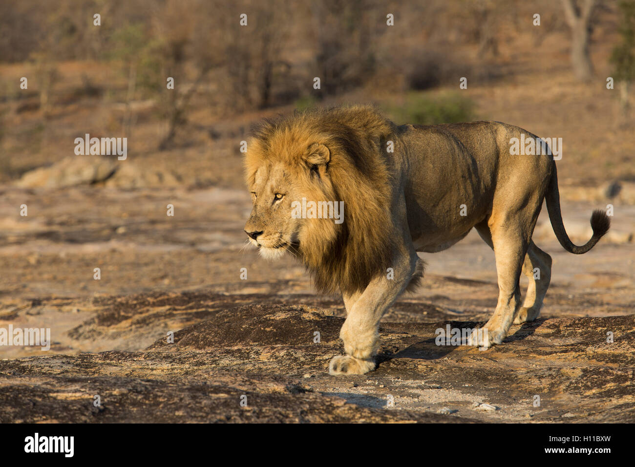 Erwachsene männliche Löwe (Panthera Leo) zu Fuß auf einem exponierten Granitblock Stockfoto