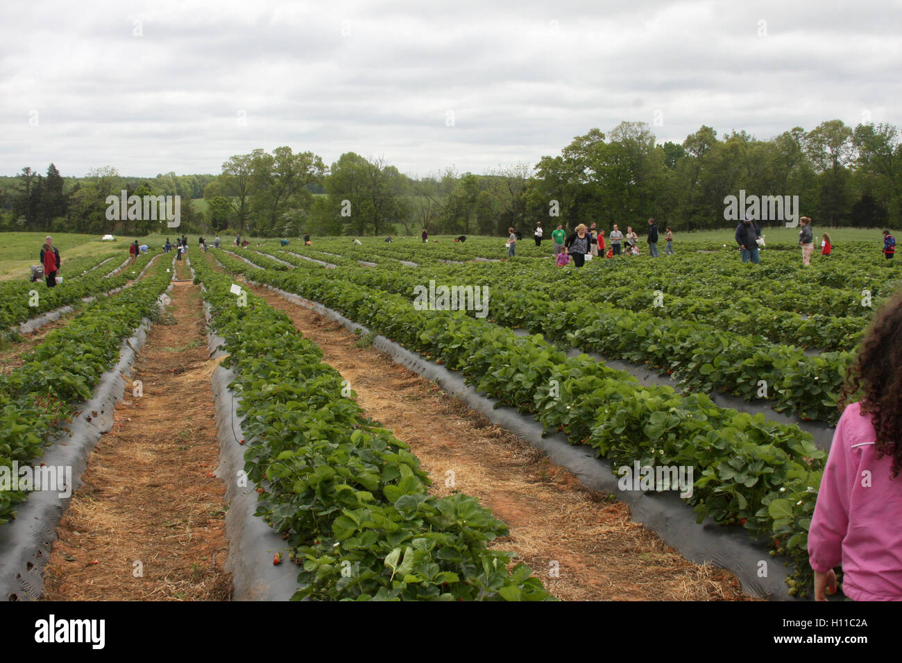 Menschen sammeln Früchte an Erdbeerfarm Stockfoto