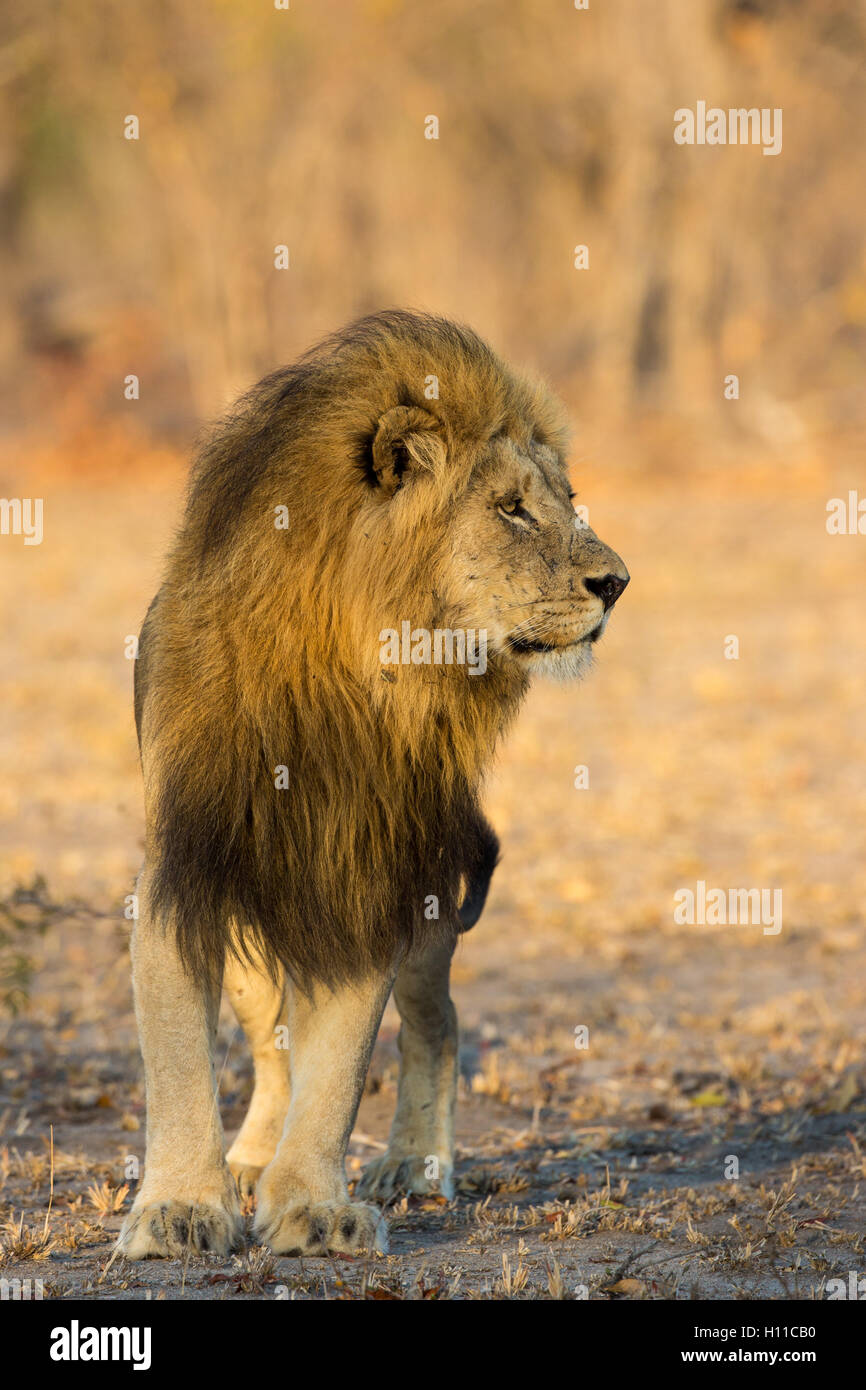 Ein großer männlicher löwe -Fotos und -Bildmaterial in hoher Auflösung –  Alamy