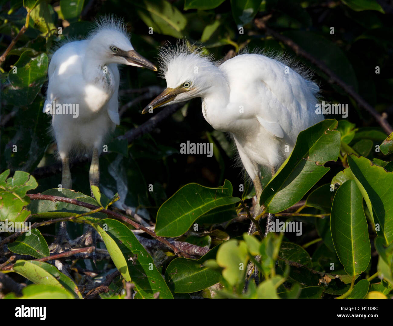 Kuhreiher Küken Geschwister scheinen ihre Verschachtelung Kolonie, die in einem Teich Apfel Baum Insel Heimat zu unterhalten. Stockfoto