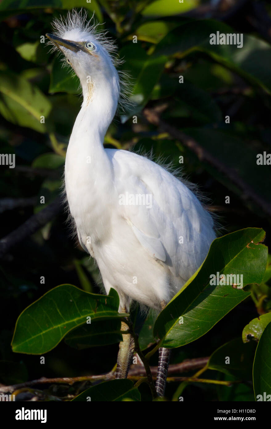 Eine Kuhreiher Küken blickt sich neugierig über mit den Babyblauen Augen an seinen Teich Apfel Baum Nistplatz. (Erwachsene Auge ist gelb) Stockfoto