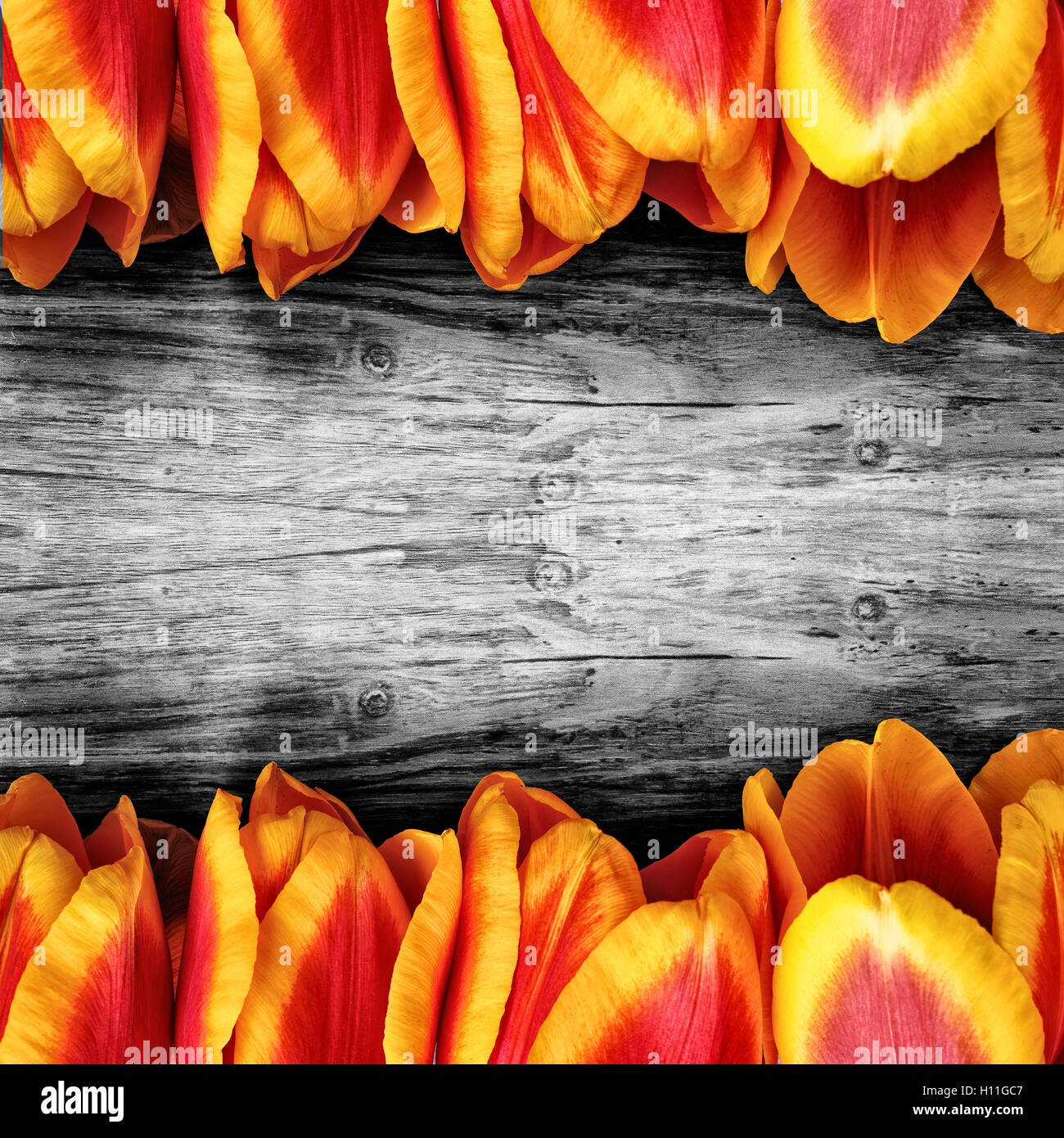 Schöne Tulpen auf einem Brett. schwarz / weiß aus Holz Hintergrund. Stockfoto