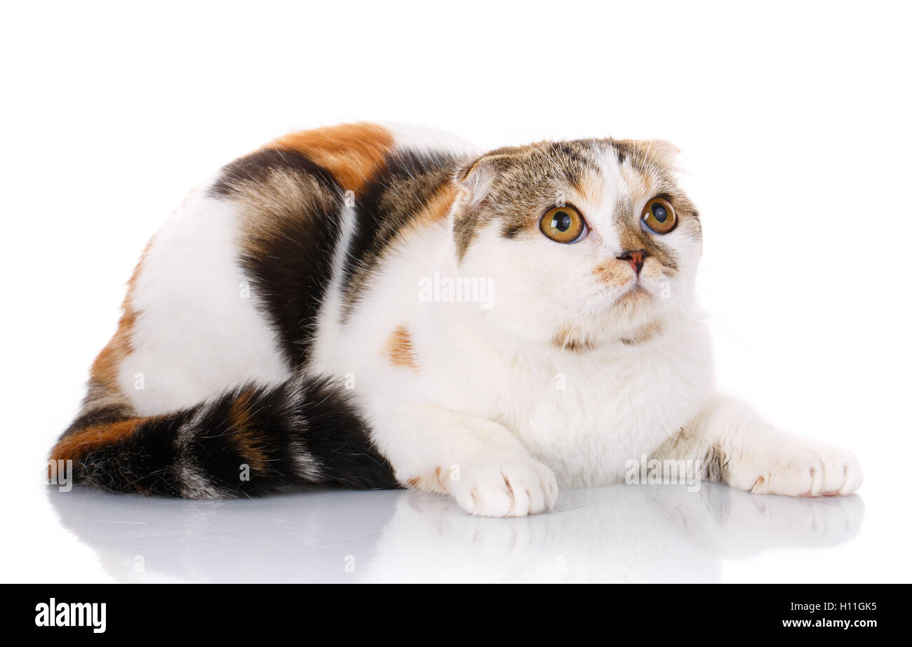 Katze seitlich liegend auf einem weißen Hintergrund Stockfoto