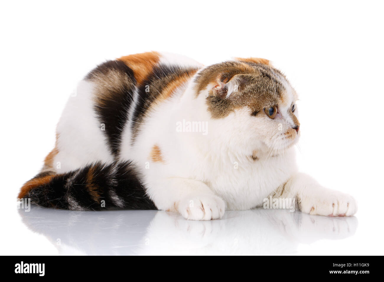 Katze seitlich liegend auf einem weißen Hintergrund Stockfoto