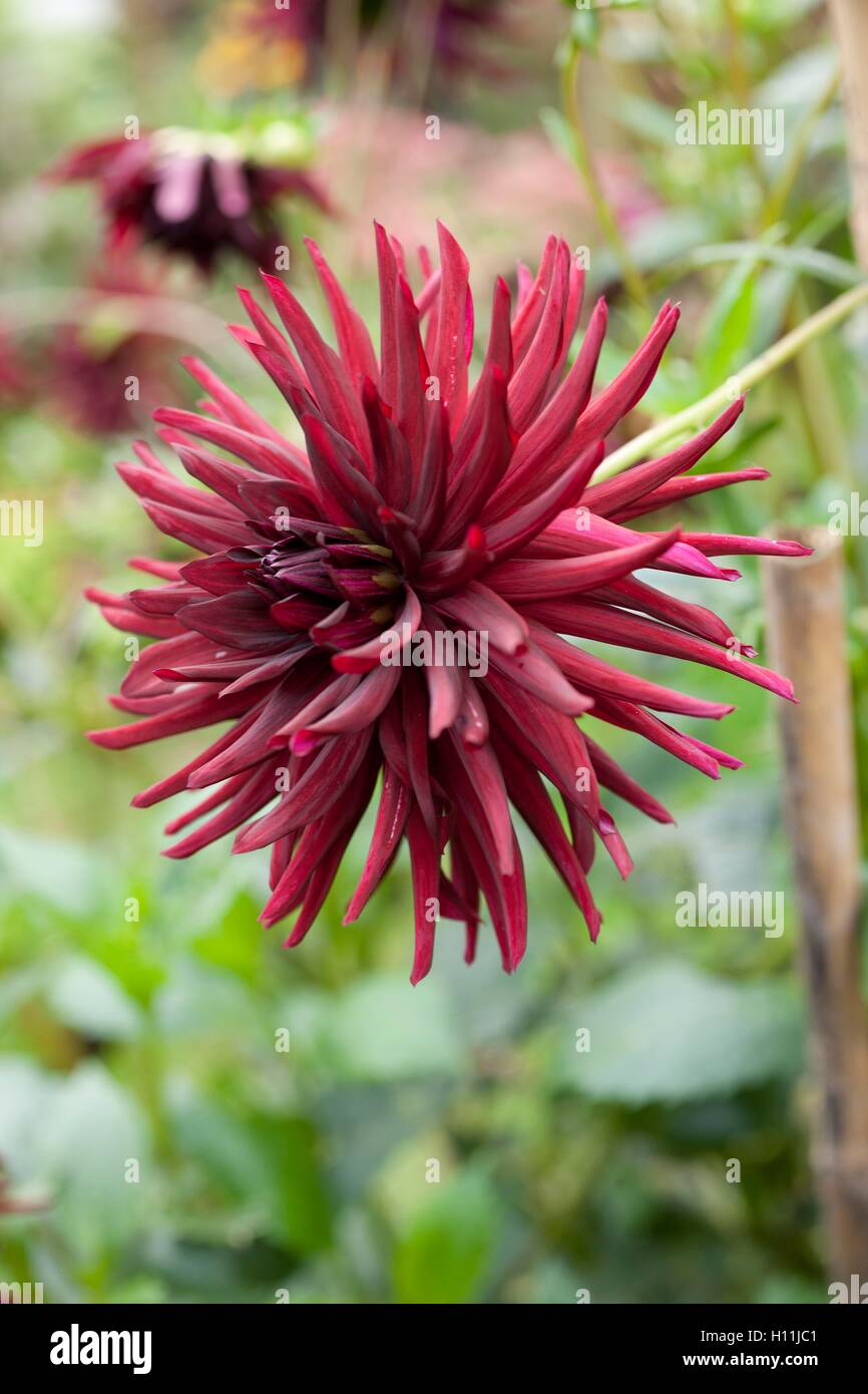 Kaktus Dahlie Nuit d' Eté wachsen in einer Grenze von einem Garten in Cornwall auf spät Sommertag Stockfoto